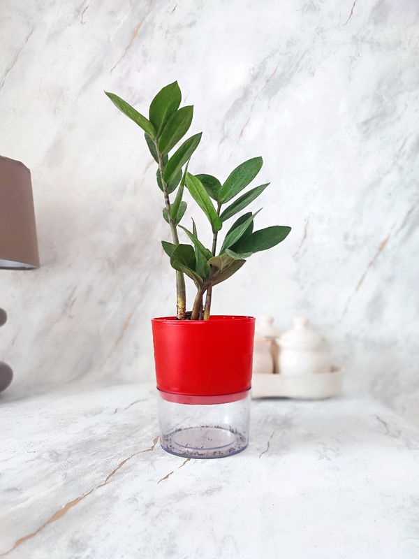 ZZ Plant in self-watering Pot