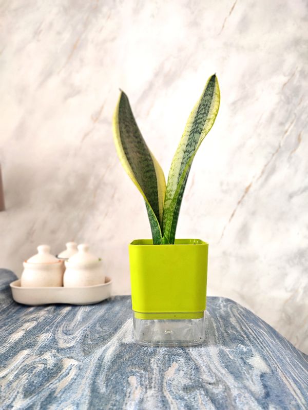 Sansevieria Plant Golden - Snake Plant in a self-watering pot