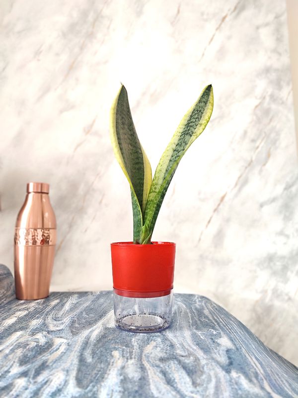 Sansevieria Plant Golden - Snake Plant in a self-watering pot