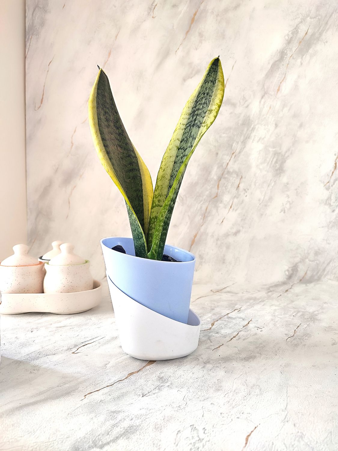 Sansevieria Plant Golden - Snake Plant in a self-watering pot