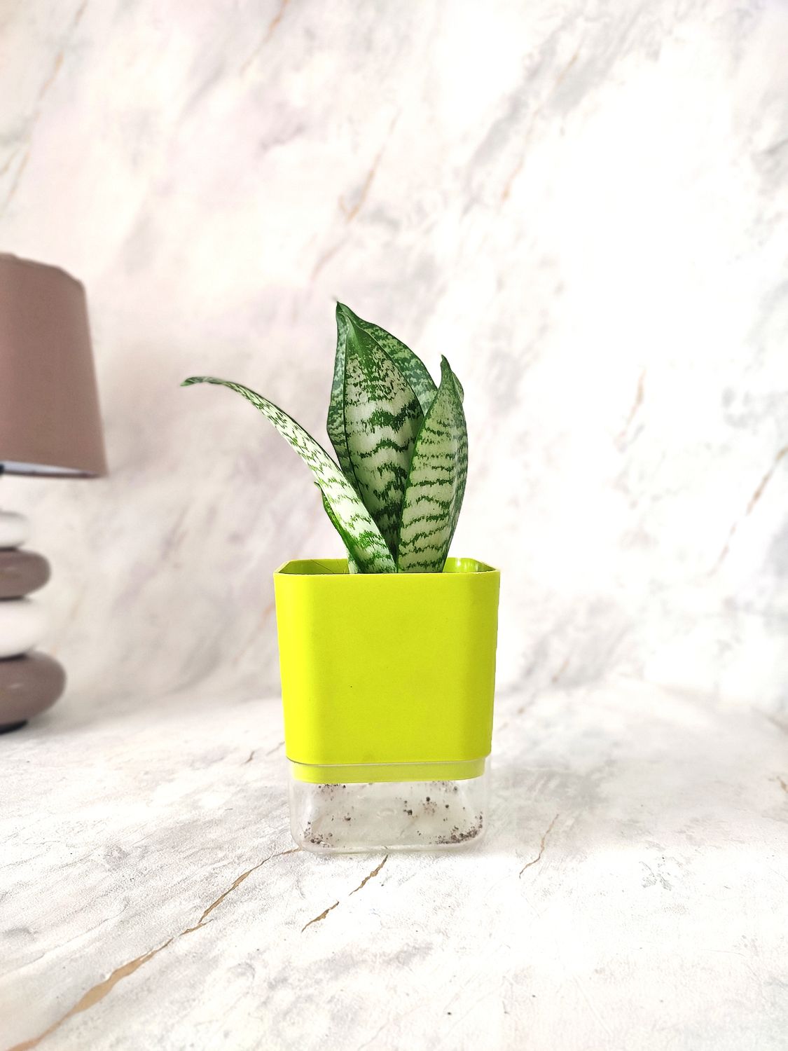 Sansevieria in self-watering pot
