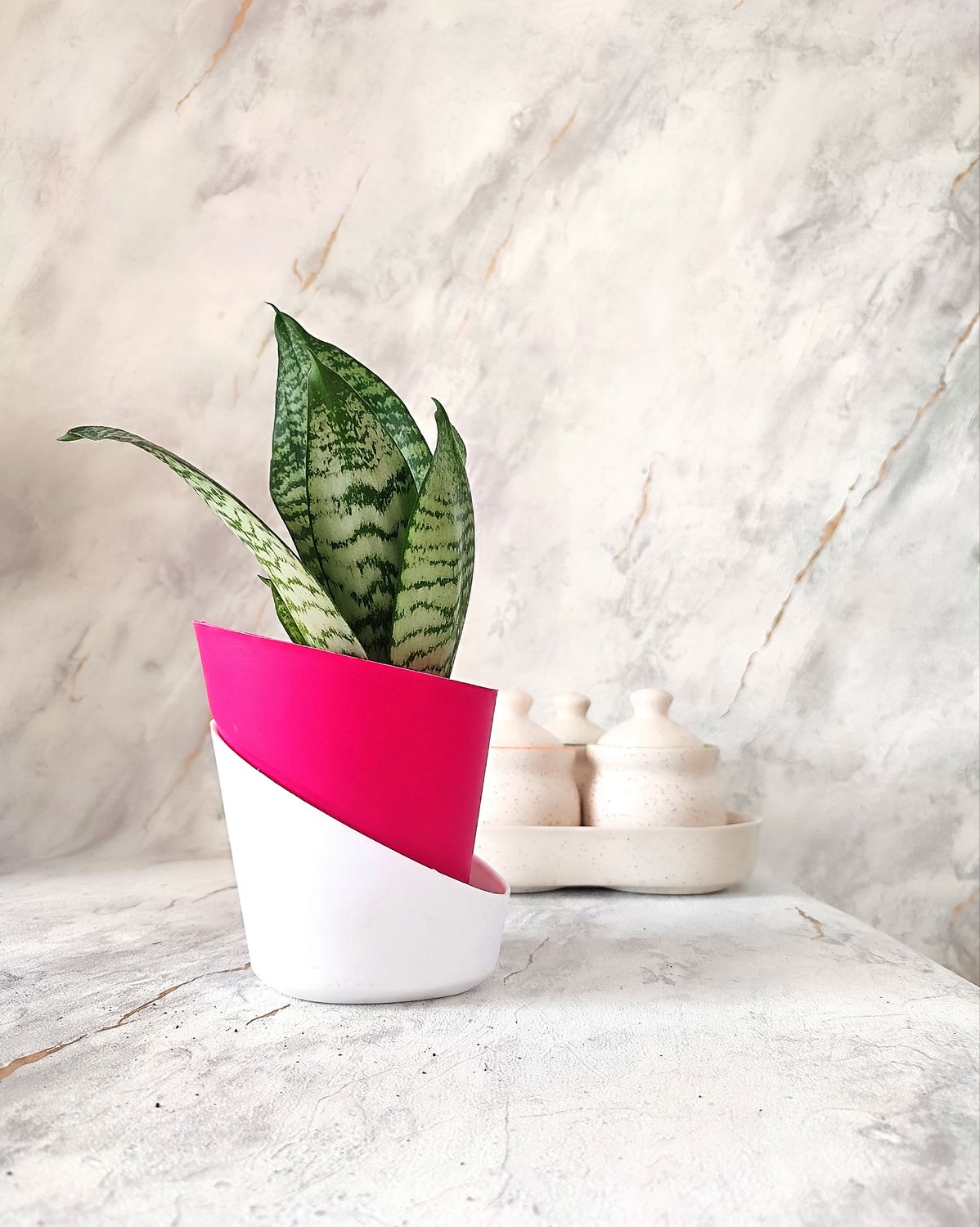 Sansevieria in self-watering pot