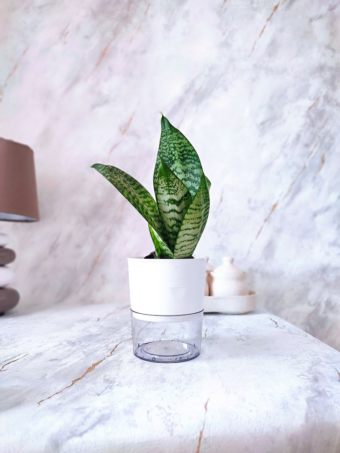 Sansevieria in self-watering pot