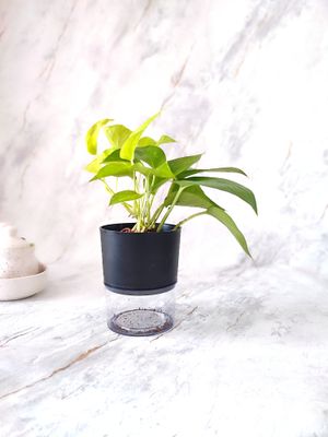 Money Plant Golden in Self-watering Pot