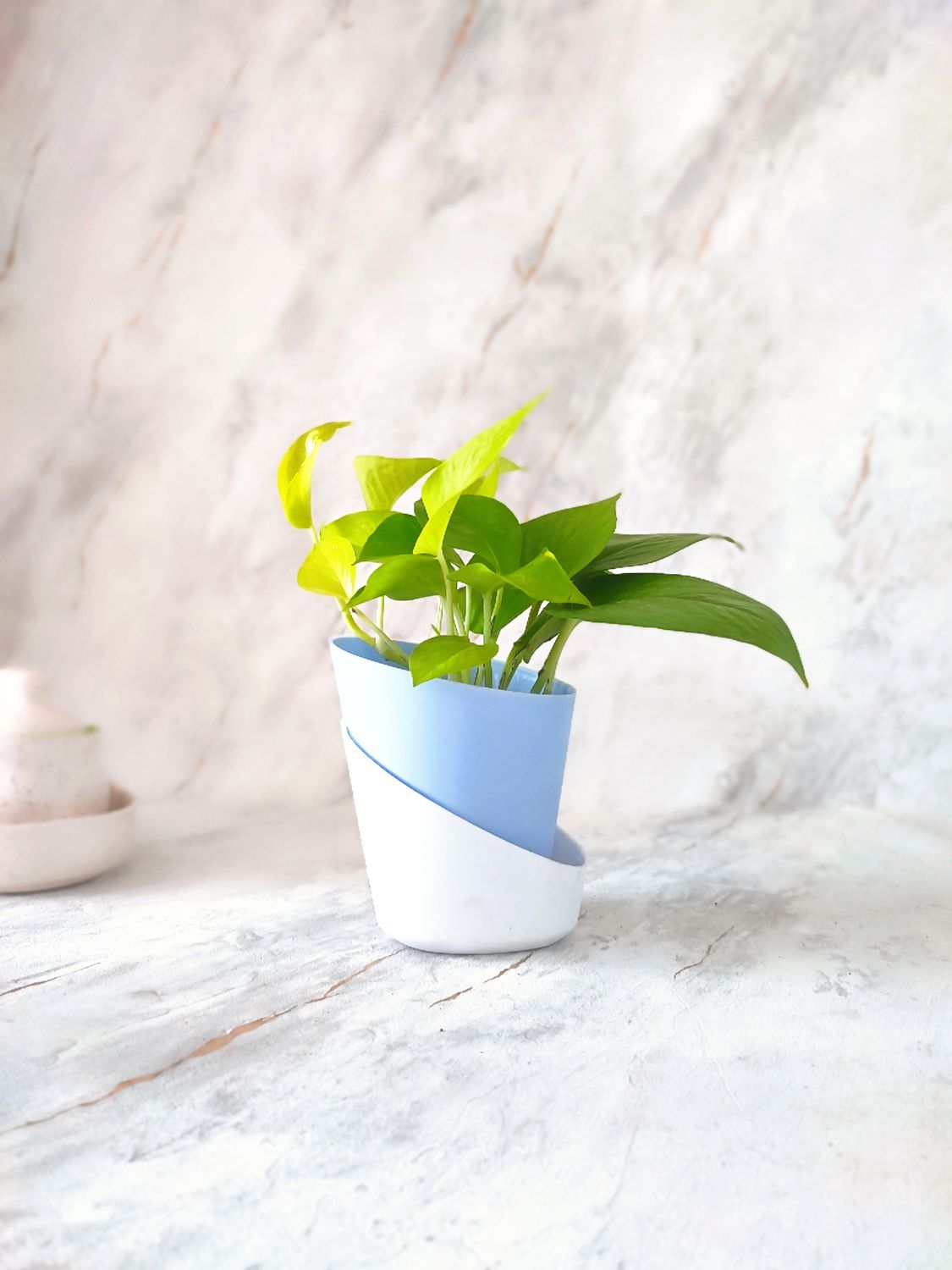 Money Plant Golden in Self-watering Pot