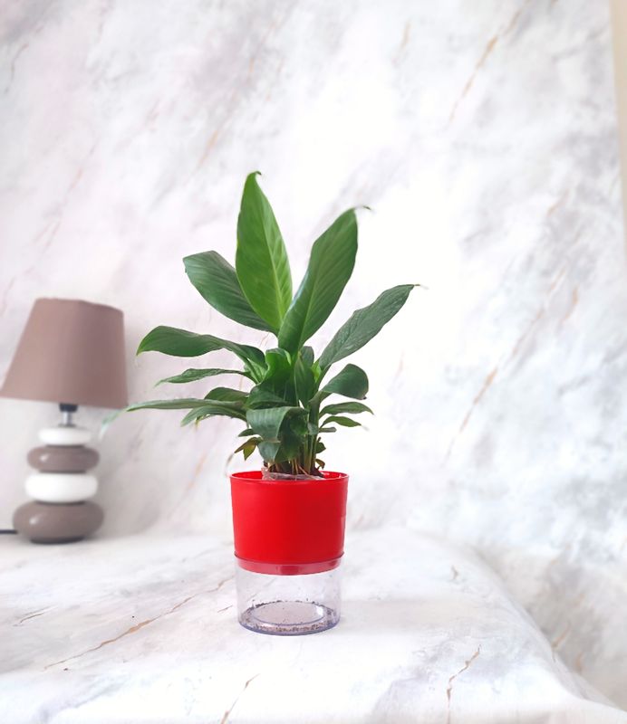 Peace lily in self-watering Pot