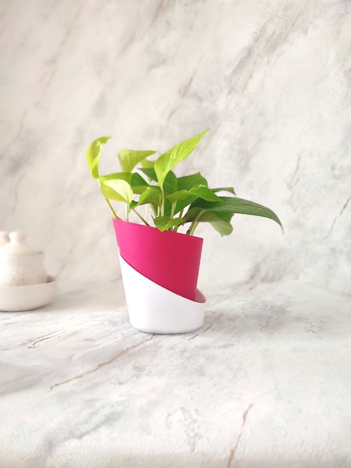 Money Plant Golden in Self-watering Pot