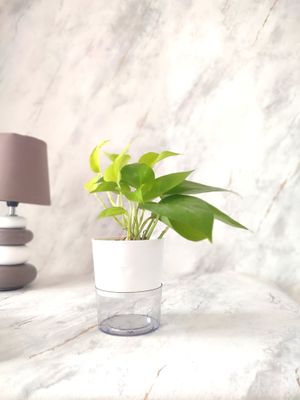 Money Plant Golden in Self-watering Pot