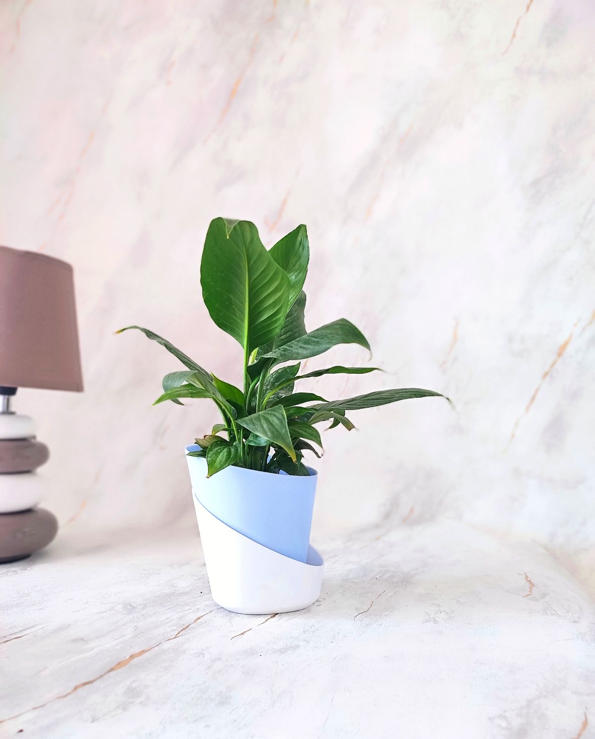 Peace lily in self-watering Pot