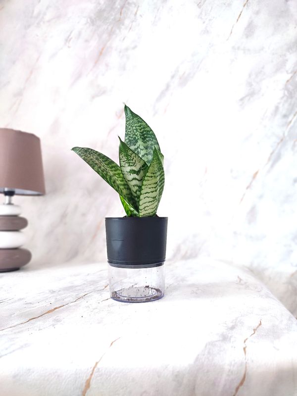 Sansevieria in self-watering pot