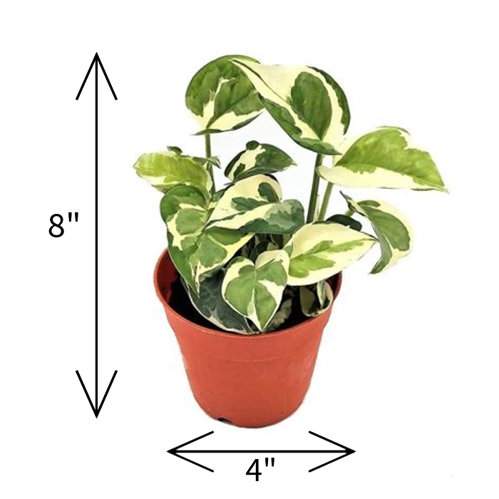 Money Plant Variegated