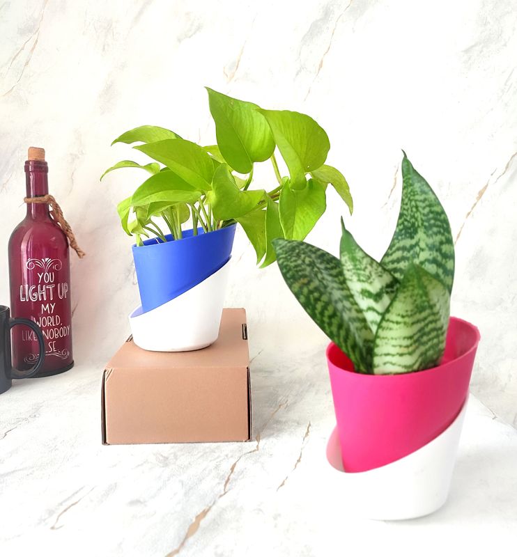 Combo of 2- Money and Sansevieria