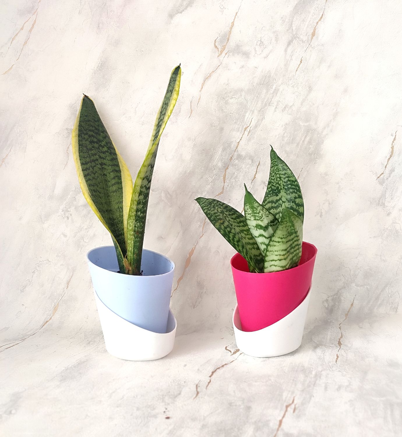 Combo of 2- Sansevieria