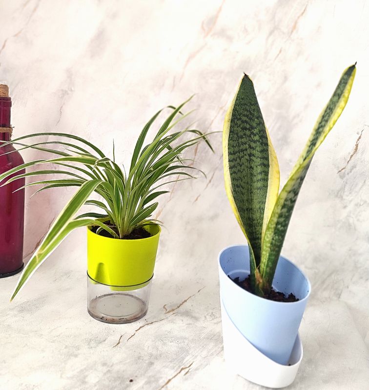 Combo of 2- Spider and Sansevieria