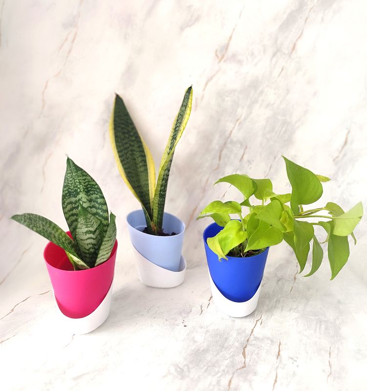 Combo of 3- Money and Sansevieria