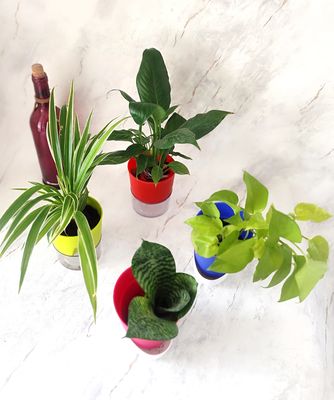 Combo of 4- Money, Sansevieria, Spider and Peace Lily