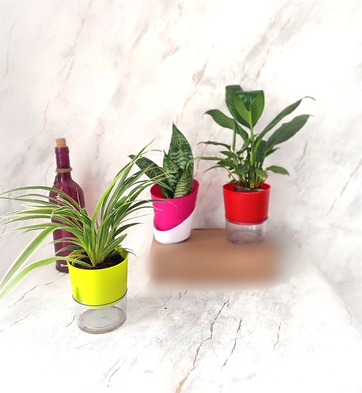 Combo of 3- Peace Lily, Spider and Sansevieria