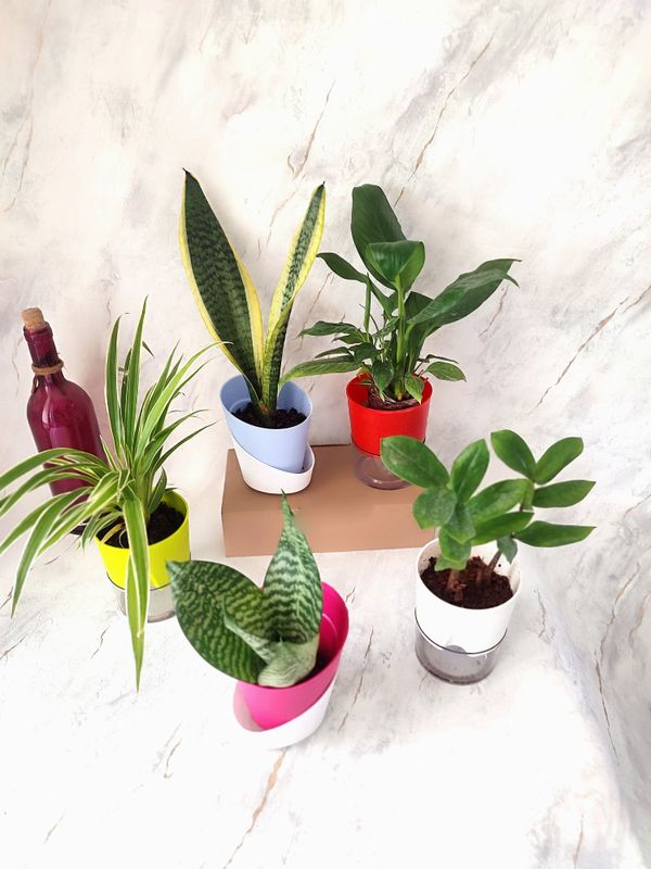 Combo of 5- Money, Sansevieria, Spider , ZZ and Peace Lily