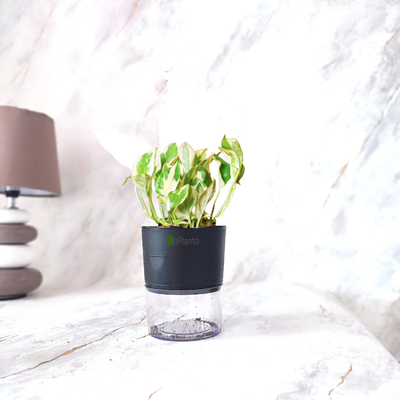 Money Plant Variegated in Self-watering Pot