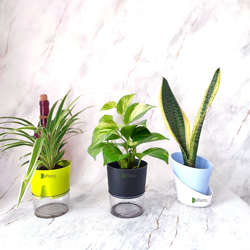 Combo of 3- Money, Spider and Sansevieria