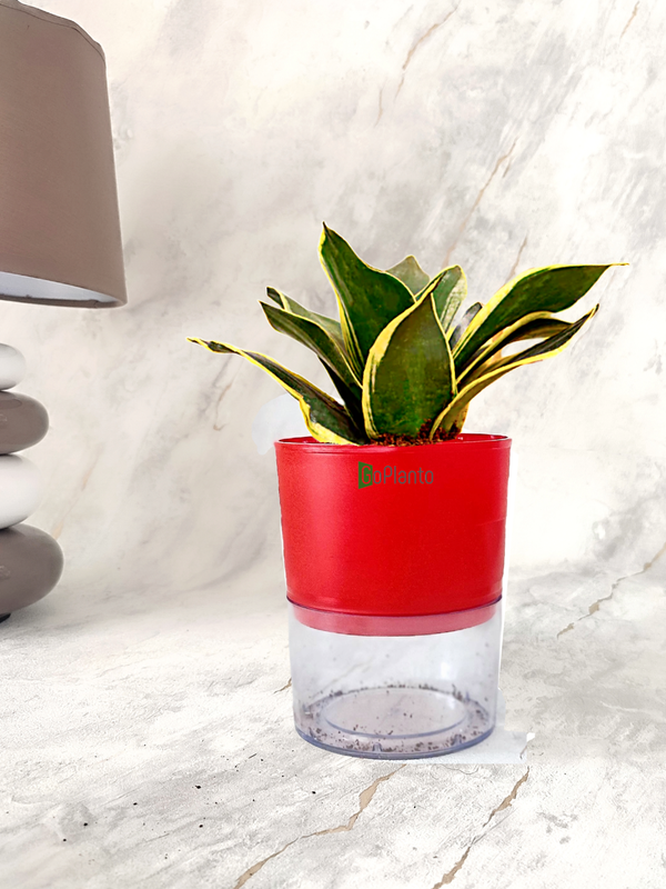 Sansevieria Golden in self-watering pot