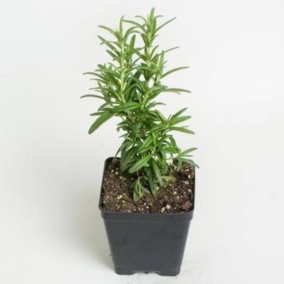 Rosemary in 4 inches Nursery Pot