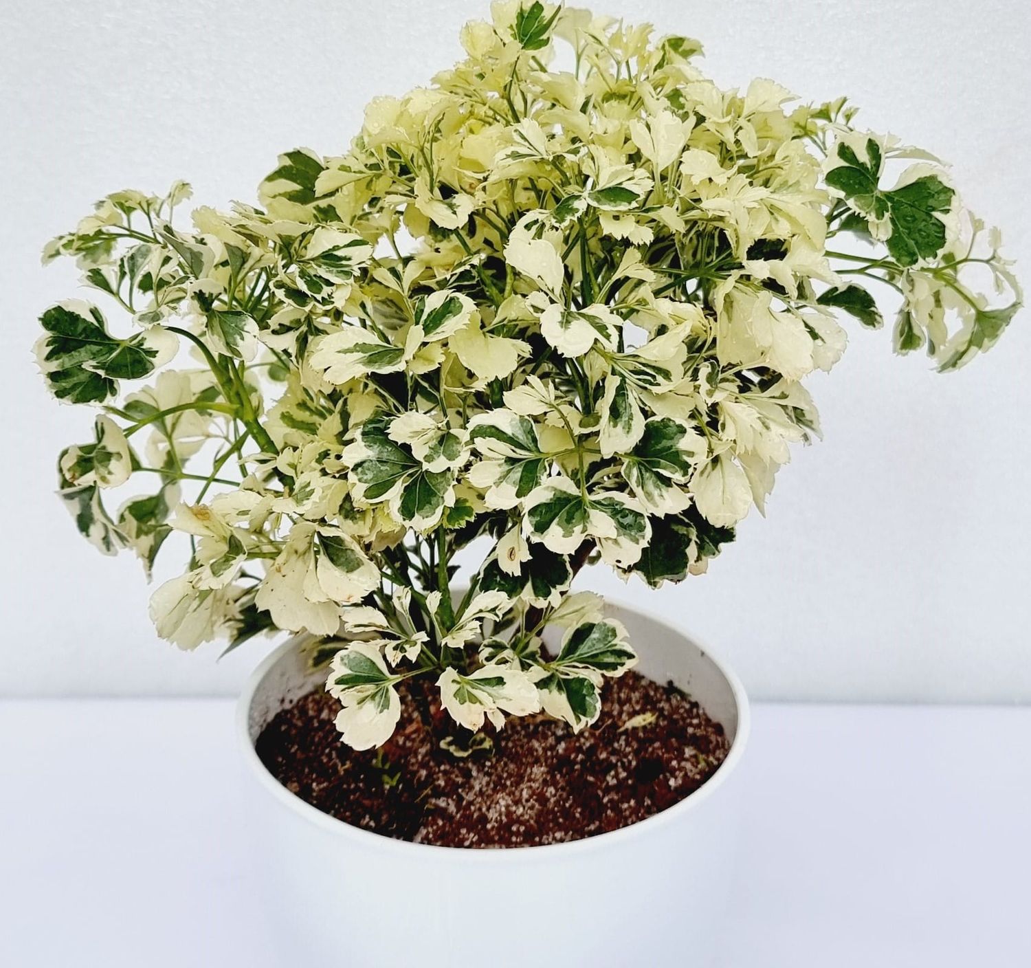 Aralia Miniature White - Aralia Plant in 4 inches Nursery Pot