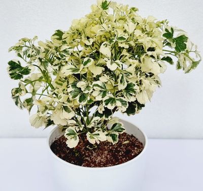 Aralia Miniature White - Aralia Plant in 4 inches Nursery Pot