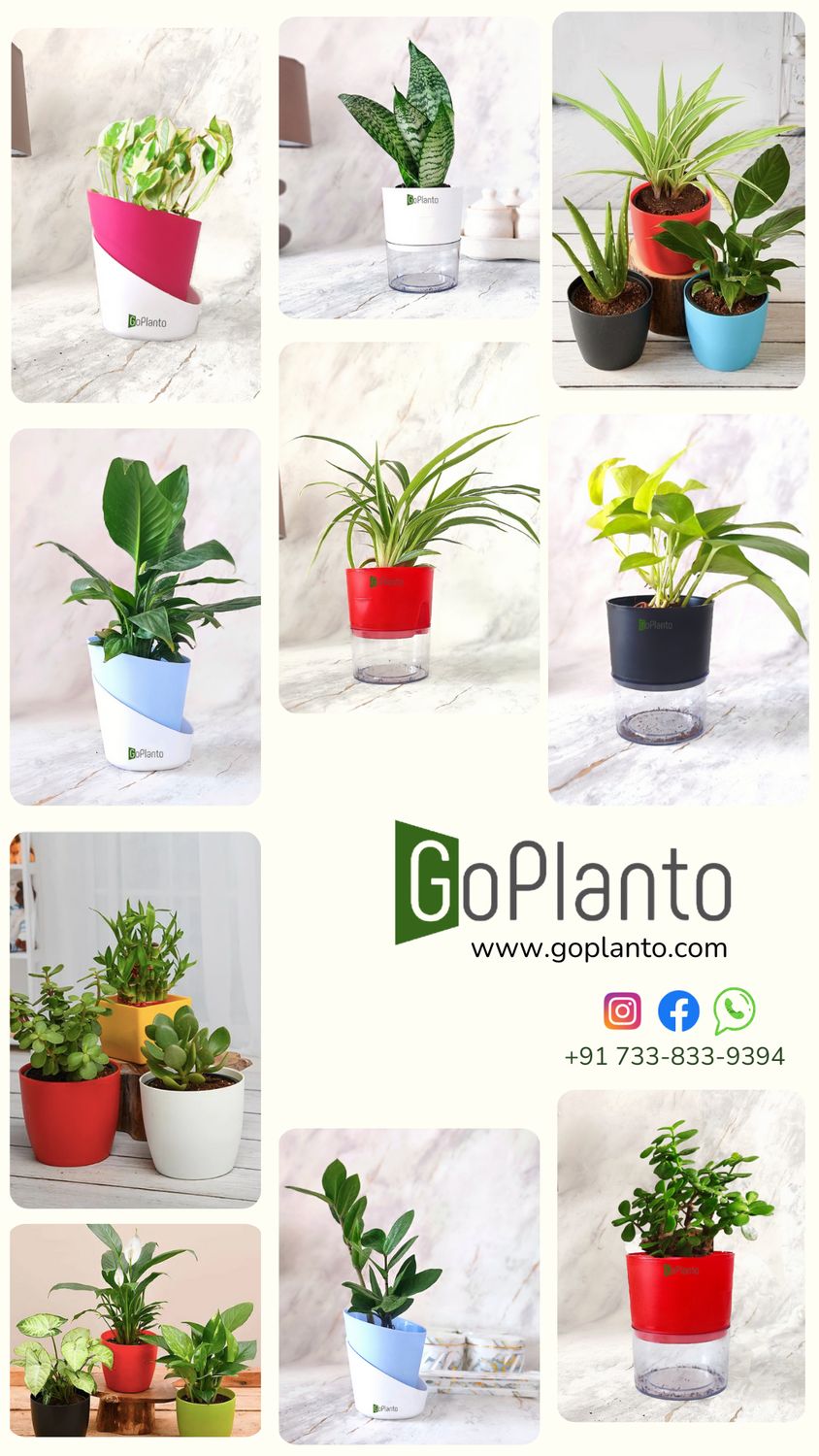 Corporate Gifting Options