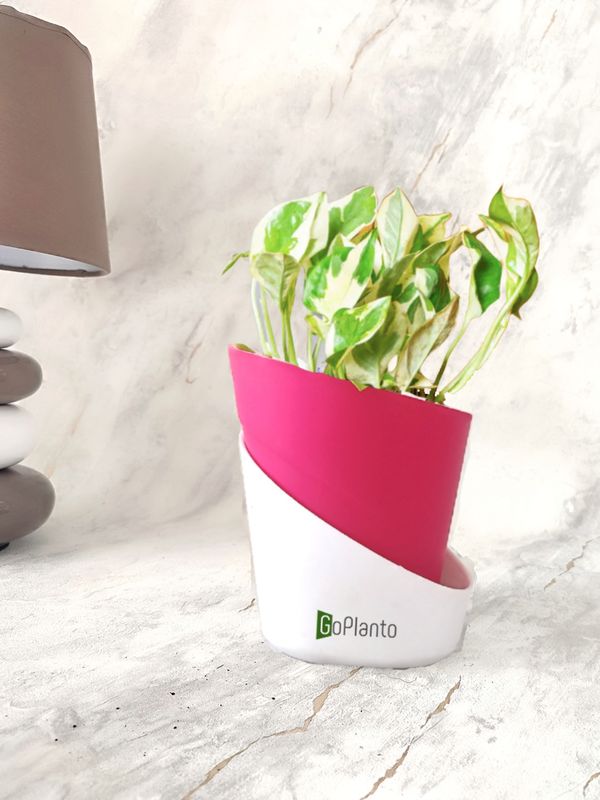 Money Plant Variegated in Self-watering Pot