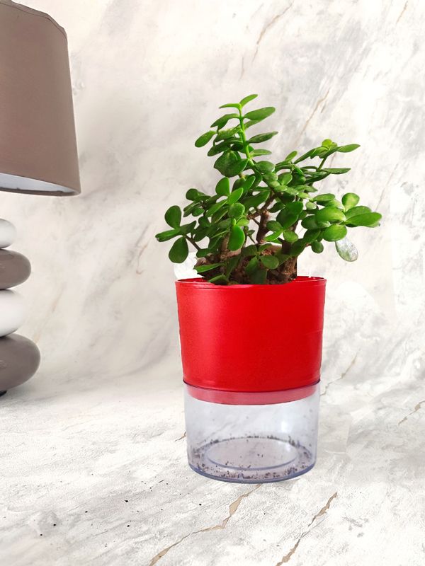 Jade Plant in Self-watering Pot