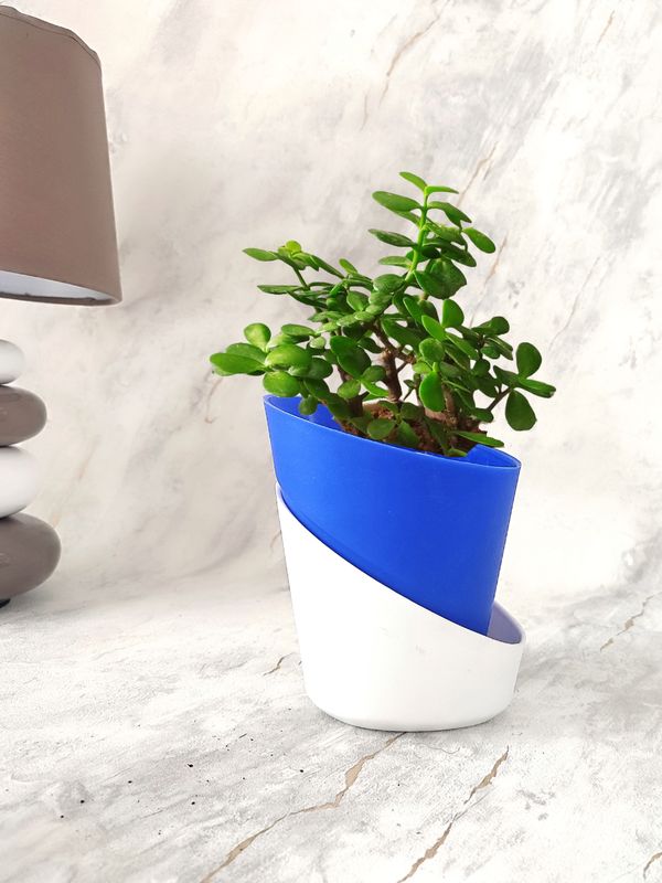 Jade Plant in Self-watering Pot