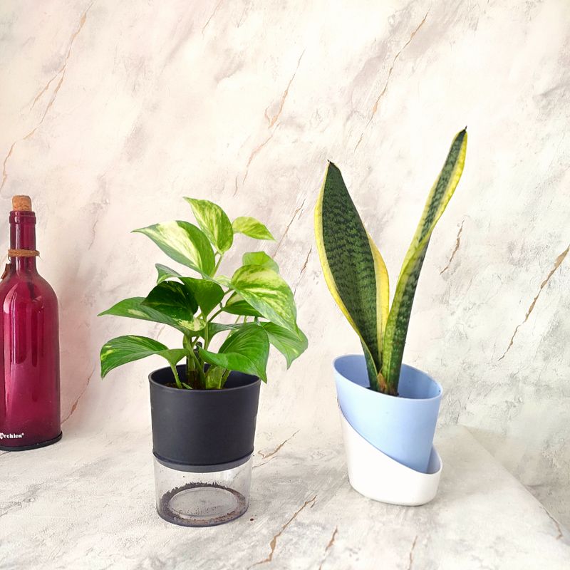 Combo of 2- Money and Sansevieria