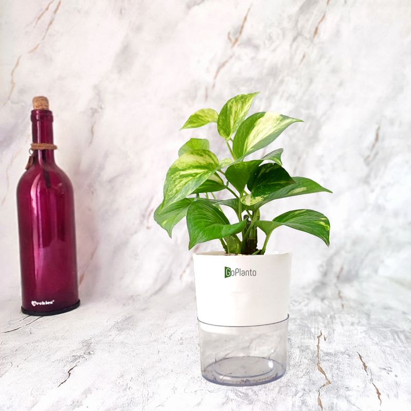 Money Plant in Self-watering Pot