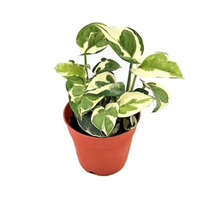 Money Plant Variegated