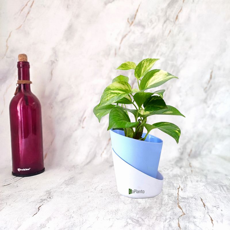 Money Plant in Self-watering Pot