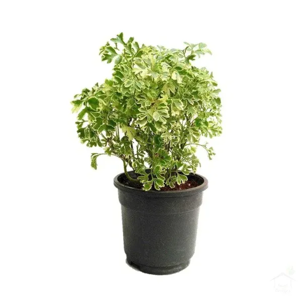 Aralia Miniature Variegated in 4 inches Nursery Pot