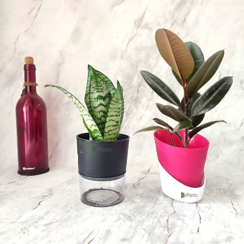 Combo of 2- Rubber and Sansevieria