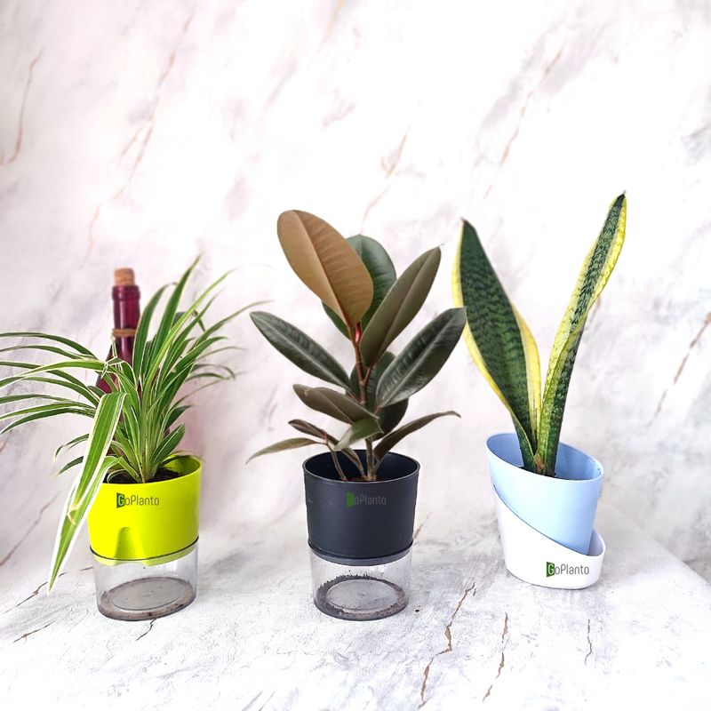 Combo of 3- Rubber, Spider and Sansevieria