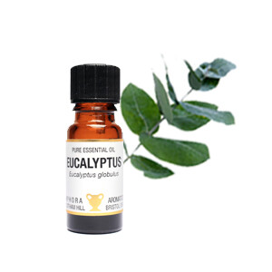 Eucalyptus - Eucalyptus globula. 10 ml Pure Essential Oil Eucalyptus - Eucalyptus globula. 10 ml Pure Essential Oil