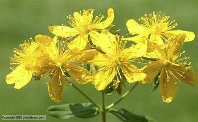 St John's Wort Cream (Hypericum) 60 ml glass jar St John's Wort Cream (Hypericum) 60 ml glass jar
