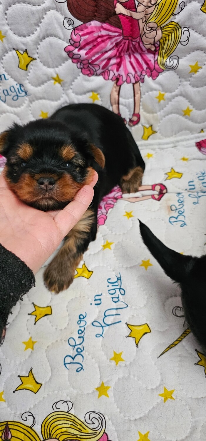 Puppy card