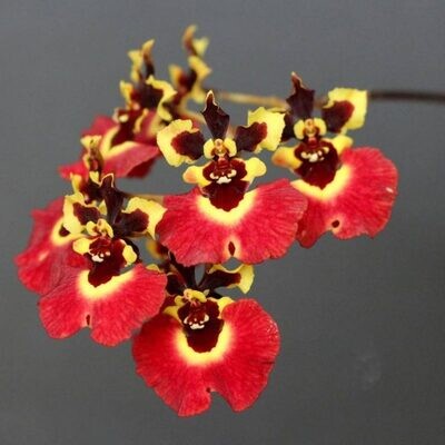 Tolumnia Orchid