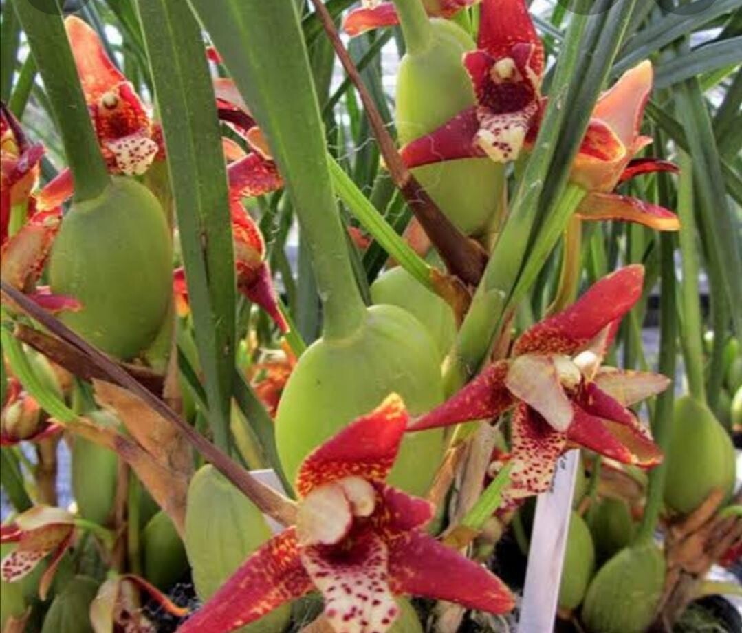 Maxillariella Tenuifolia
Coconut Orchid