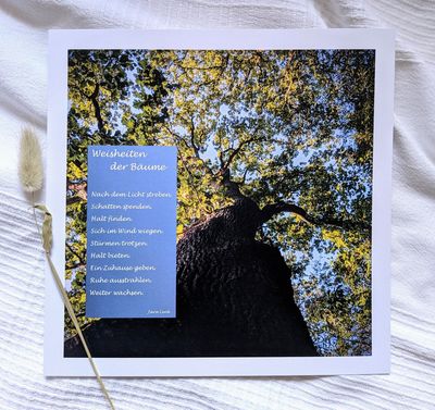 Bild 'Weisheiten der Bäume' 25 x 25 cm Bild 'Weisheiten der Bäume' 25 x 25 cm