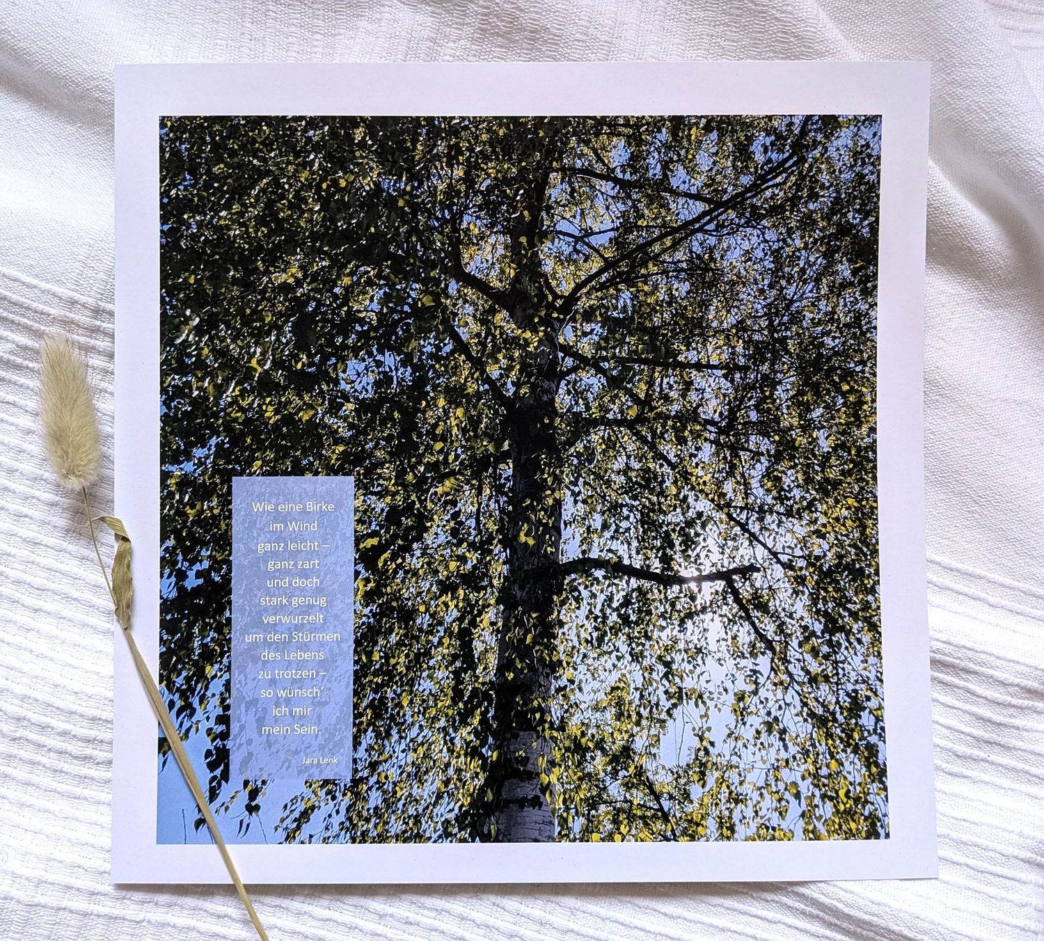 Bild 'Birke' 25 x 25 cm