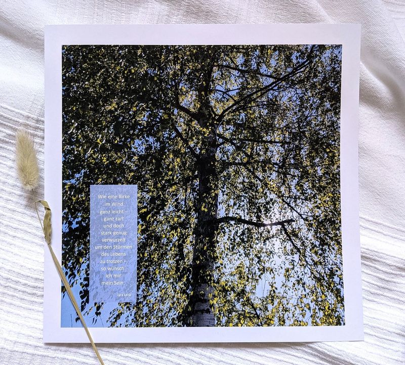Bild 'Birke' 25 x 25 cm Bild 'Birke' 25 x 25 cm