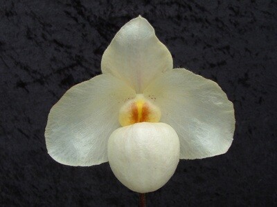 Paphiopedilum Armeni White ( armeniacum x delenatii)