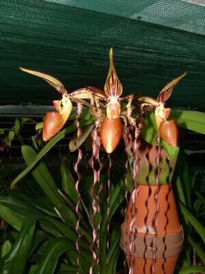 Paphiopedilum Asendorfer Gigant x sanderianum
