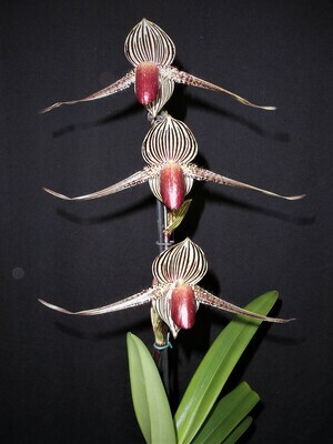 Paphiopedilum Asendorfer Gigant x rothschildianum